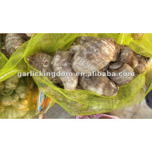 New Fresh Taro with best price